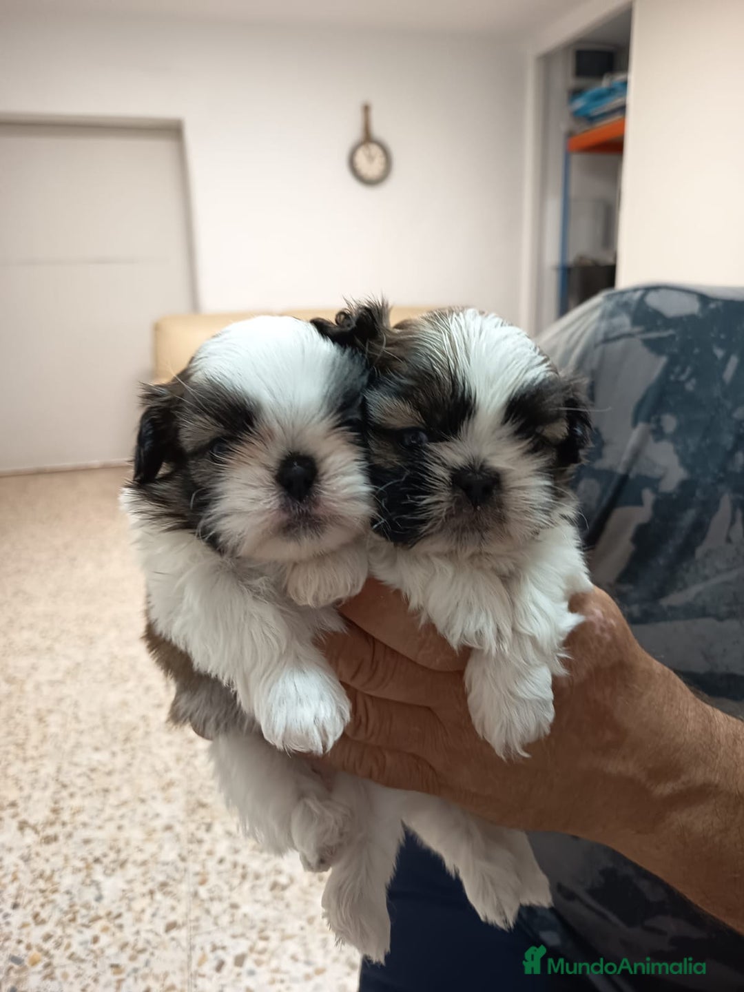 Shih Tzu perros en venta: shih tzu - Anuncio 2