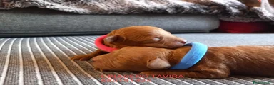 Caniche Toy 4