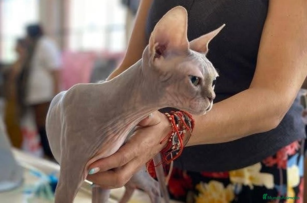 Sphynx gatos en venta: Sphynx únicos 💙 - Imagen 12