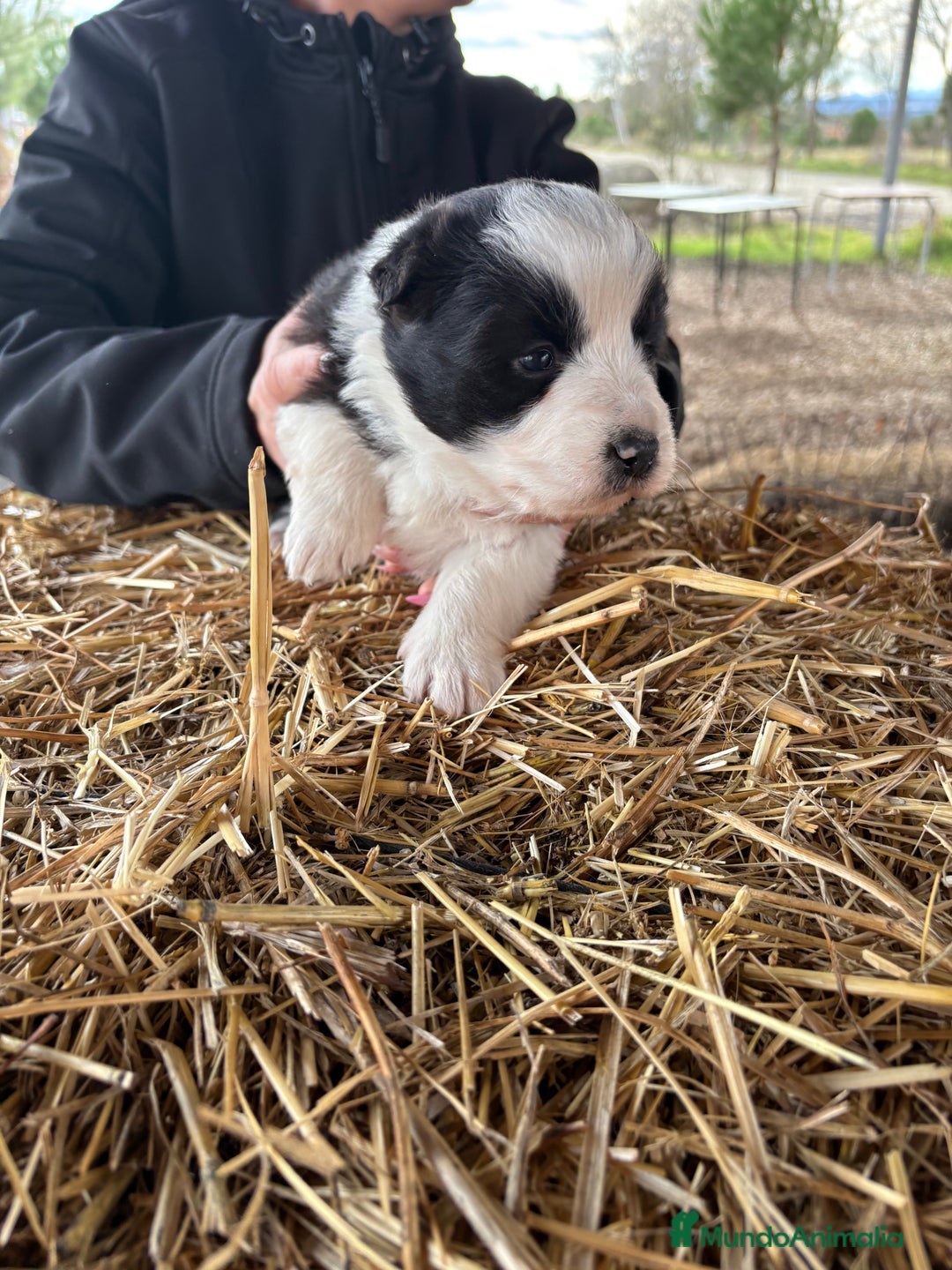 Border Collie perros en venta: Preciosa hembra de border collie  - Anuncio 1