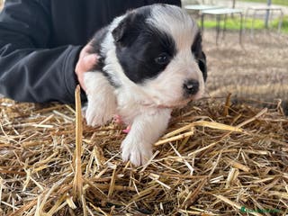 Border Collie perros Preciosa hembra de border collie - Anuncio 14