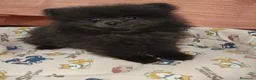 Pomerania perros en venta: Pomerania Toy - Anuncio 5