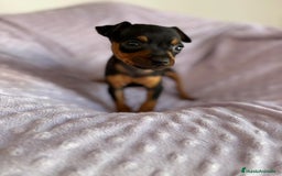 Pinscher Miniatura perros en venta: Pinscher miniatura  - Imagen 1