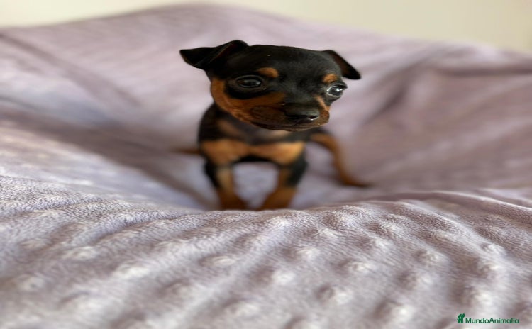 Pinscher Miniatura perros - Anuncio 4