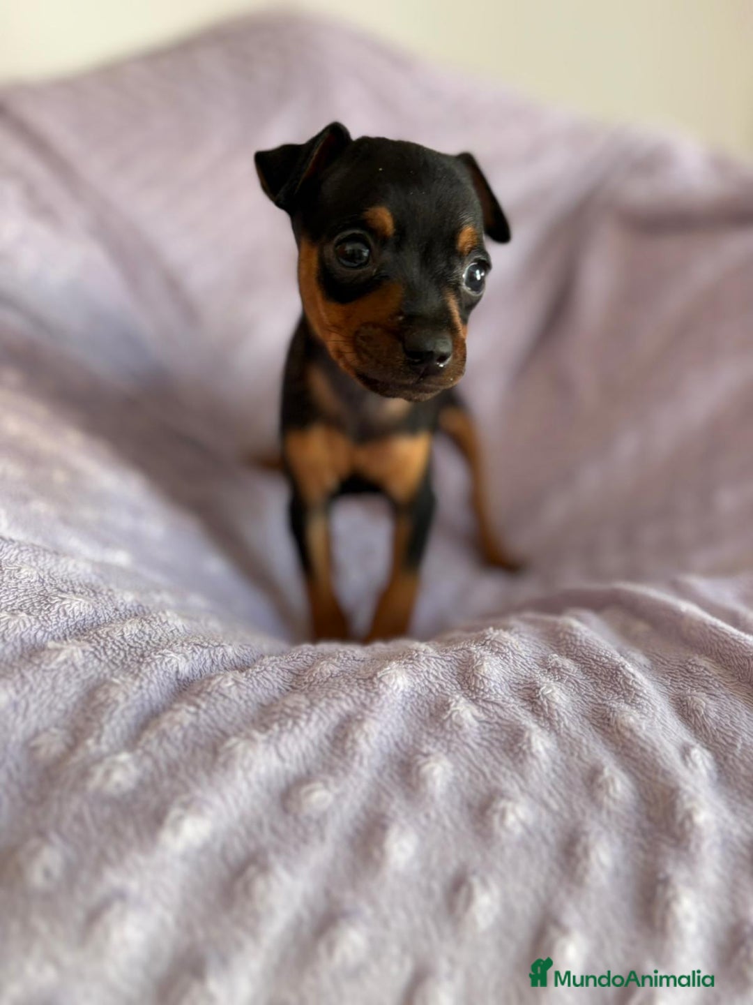 Pinscher Miniatura perros en venta: Pinscher miniatura  - Imagen 1