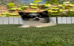 Pomerania perros en venta: POMERANIA MACHO ENVIOS A TODA ESPAÑA - Imagen 5