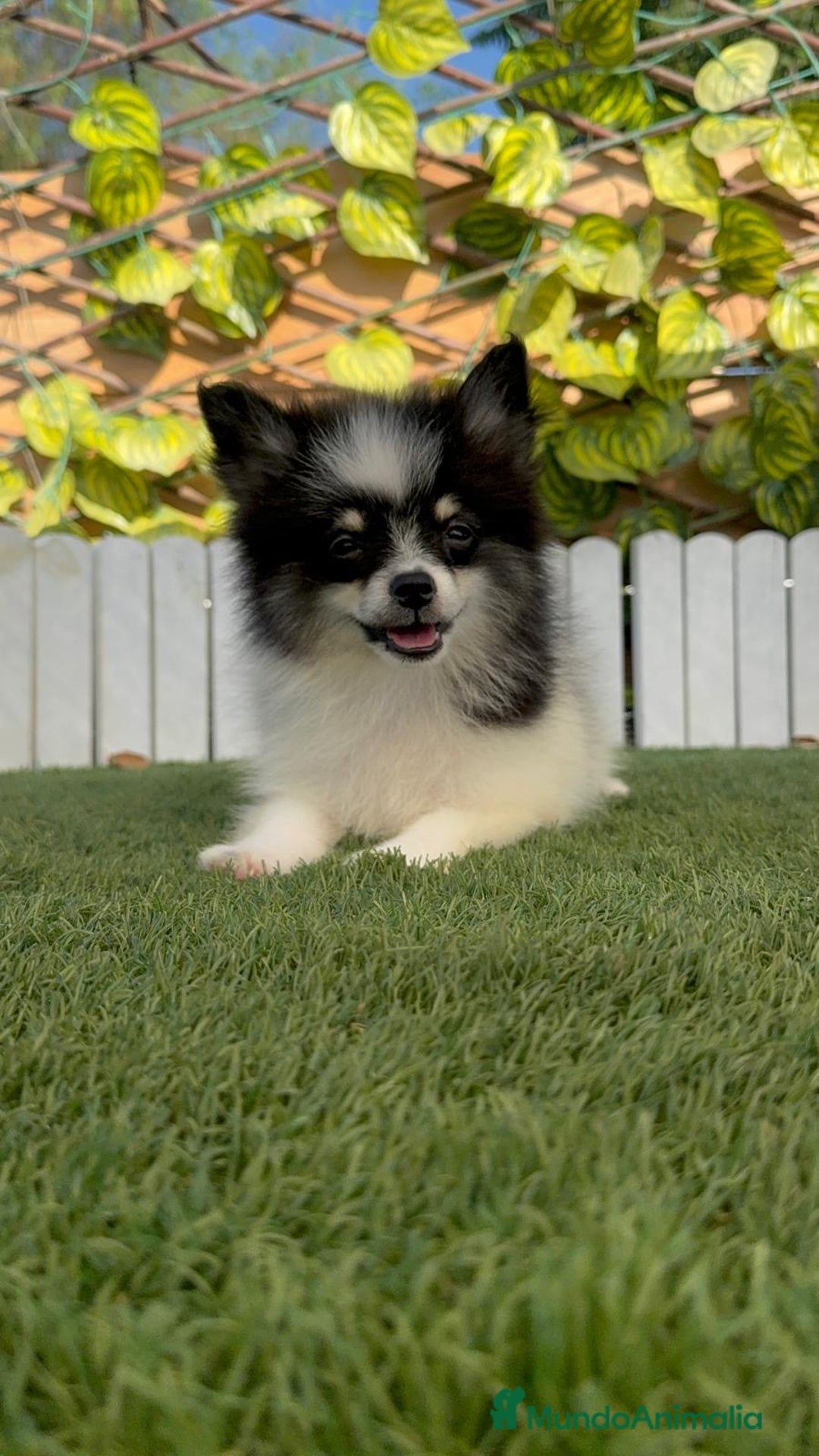 Pomerania perros en venta: POMERANIA MACHO ENVIOS A TODA ESPAÑA - Imagen 5