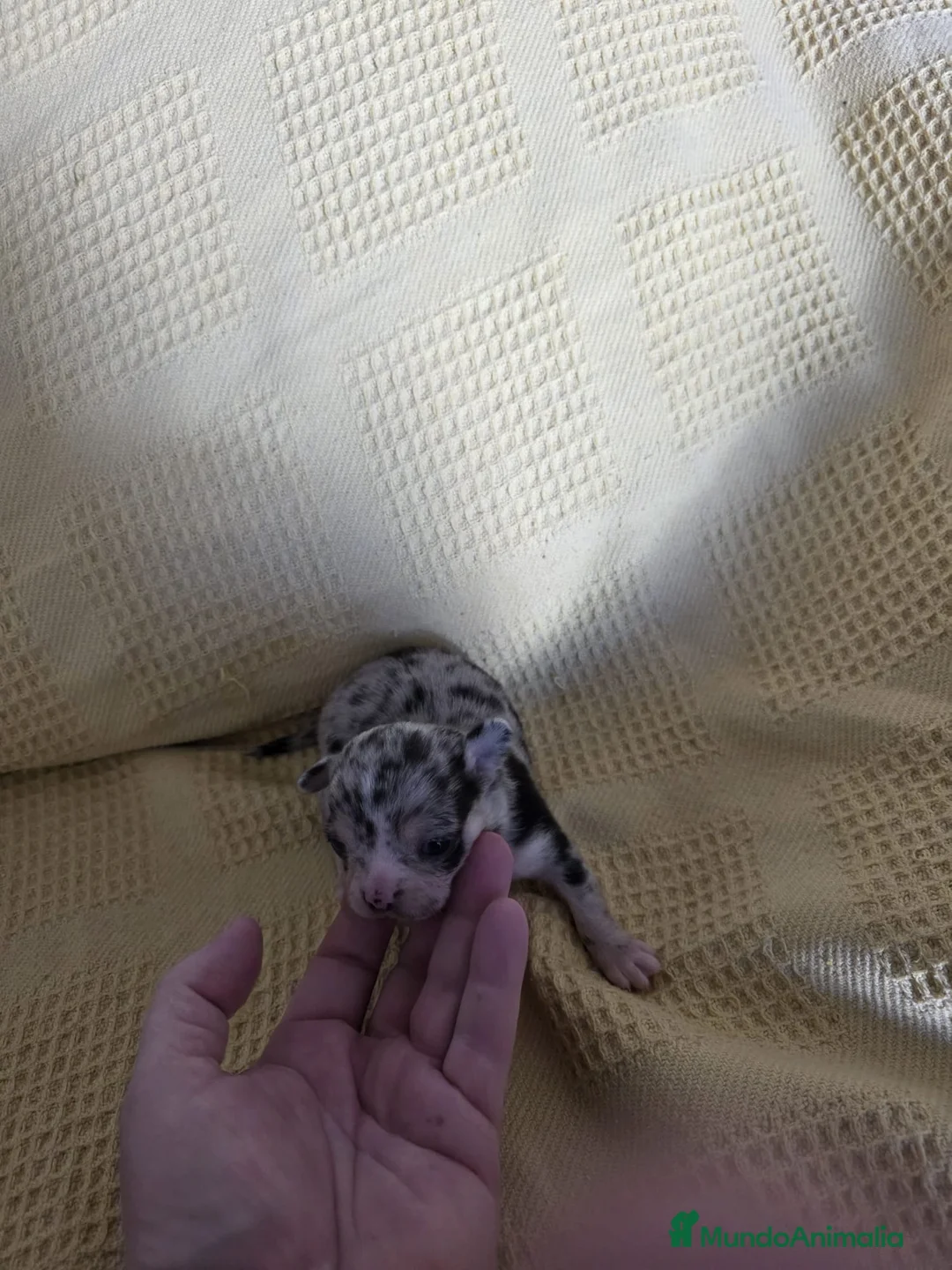 Chihuahua perros en venta: Chihuahua Toy chato macho  - Anuncio 1