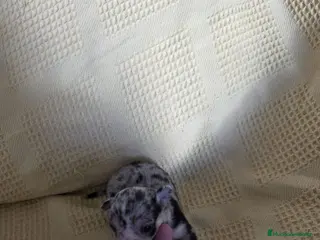 Chihuahua perros Chihuahua Toy chato macho - Anuncio 3