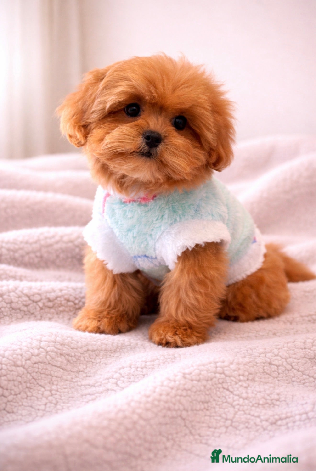 Shihpoo perros ShihPoo Cachorritos dorados y rojos - Anuncio 25