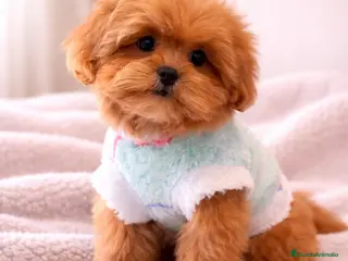 Shihpoo perros ShihPoo Cachorritos dorados y rojos - Anuncio 25