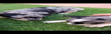 Chihuahua 2
