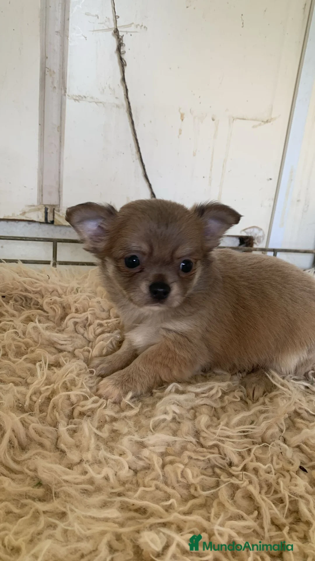 Chihuahua perros en venta: Chihuahuas pelo largo exitico - Anuncio 2