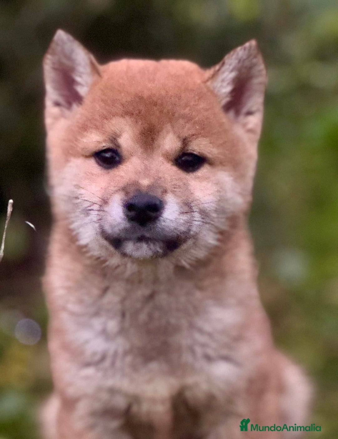 Shiba Inu perros en venta: Exclusivos Shiba Inu  - Anuncio 8