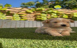 Maltipoo perros en venta: MALTIPOO MACHOS - Imagen 14