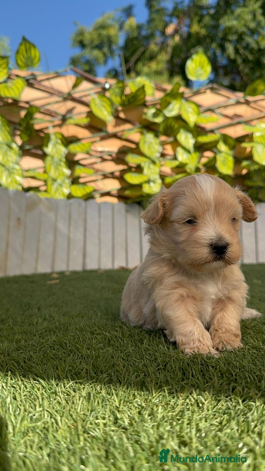 Maltipoo perros en venta: MALTIPOO MACHOS - Imagen 14