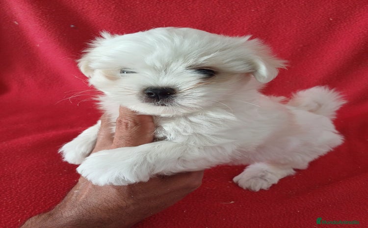 Bichón Maltés perros - Anuncio 4
