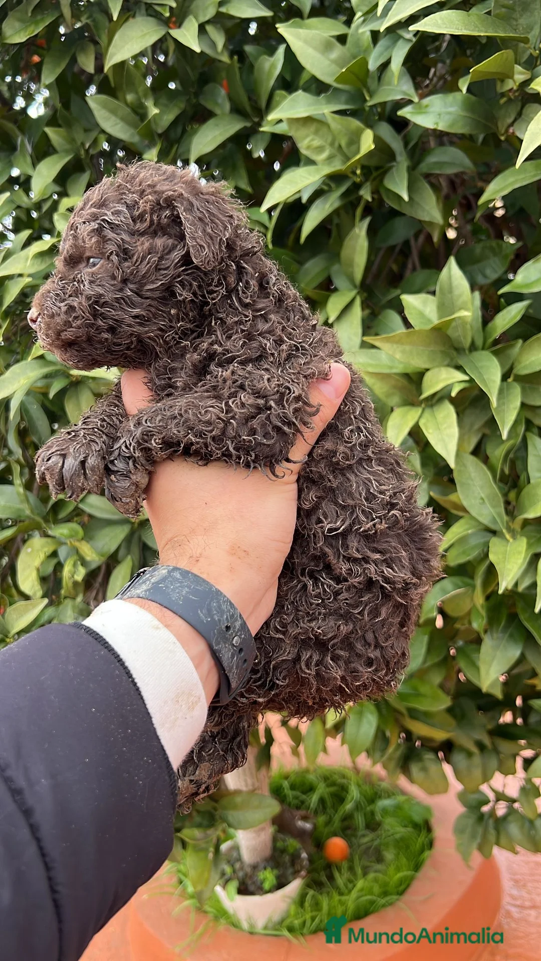 Perro de Agua Español perros en venta: Perro de aguas español - Anuncio 7