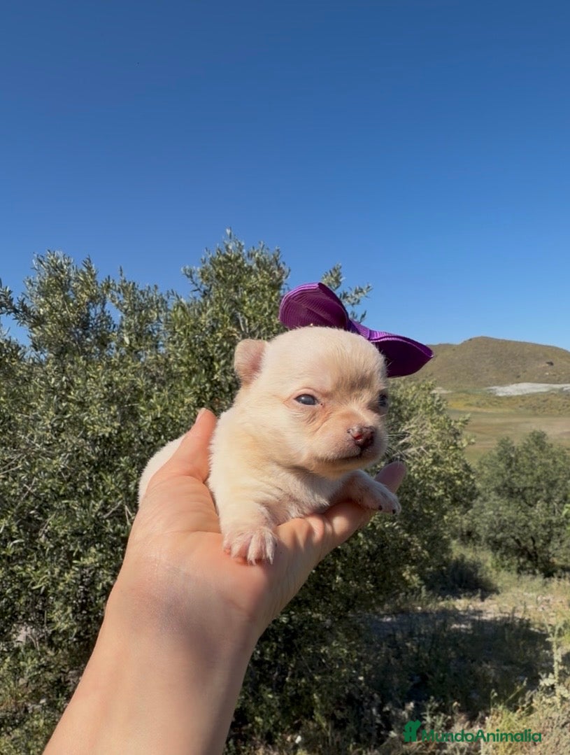 Chihuahua perros Chihuahua  - Anuncio 1