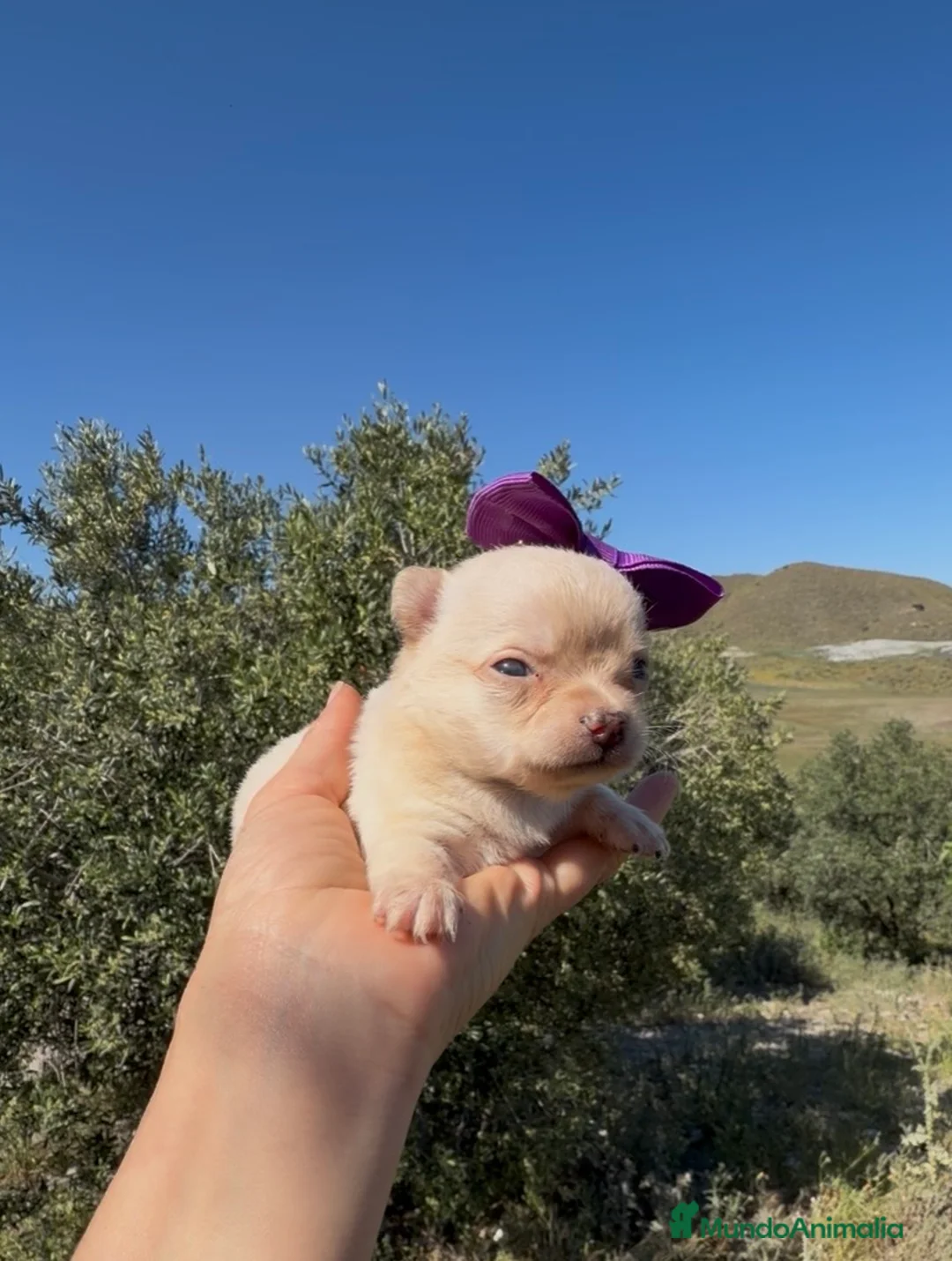 Chihuahua perros en venta: Chihuahua  - Anuncio 1