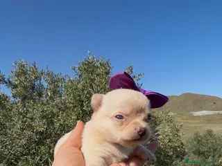 Chihuahua perros Chihuahua - Anuncio 11