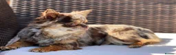 Chihuahua perros en venta: CHIHUAHUA CABEZA DE MANZANA LÍNEA RUSA MERLE - Anuncio 4
