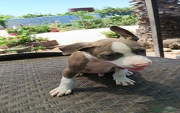 American Staffordshire-Terrier perros en venta: American estanford  - Imagen 4