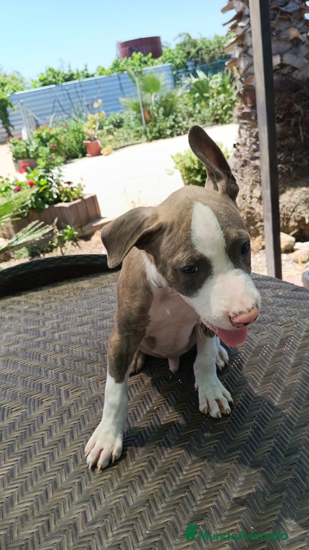 American Staffordshire-Terrier perros en venta: American estanford  - Imagen 4