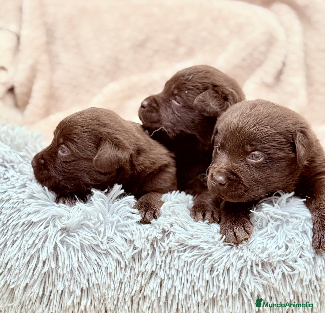 Labrador Retriever perros en venta: Labrador Retrieber - Imagen 4
