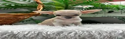 Chihuahua perros en venta: CHIHUAHUA HEMBRA - Anuncio 11