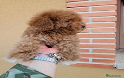 Caniche Toy perros en venta: Excelente cachorro caniche Toy rojo - Imagen 4
