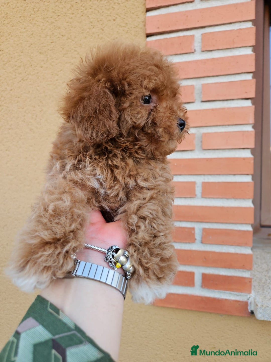 Caniche Toy perros en venta: Excelente cachorro caniche Toy rojo - Imagen 4