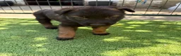 Pastor Belga Malinois perros en venta: PASTOR BELGA MALINOIS - Anuncio 1