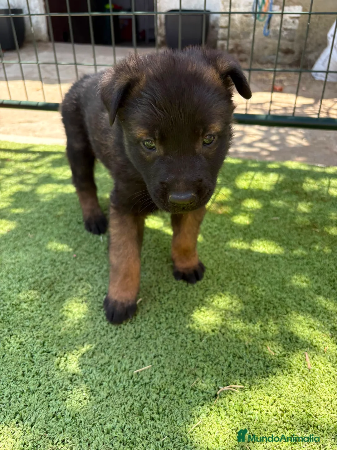 Pastor Belga Malinois perros en venta: PASTOR BELGA MALINOIS - Anuncio 1