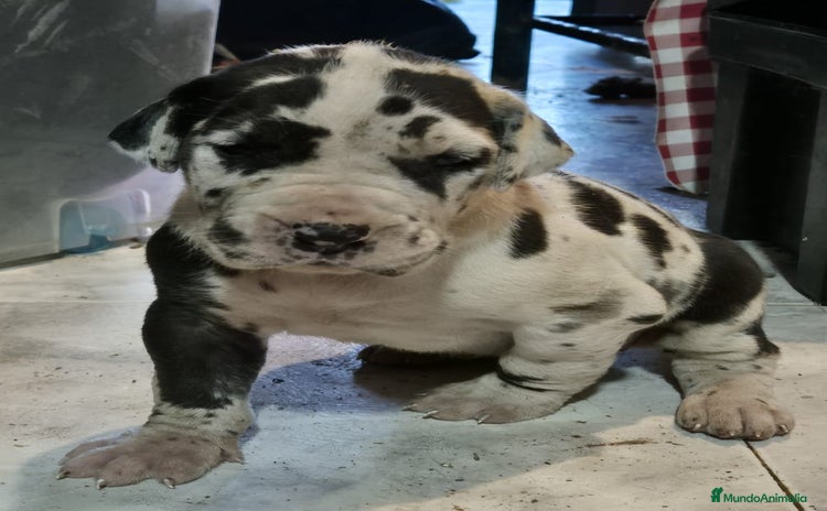 Dogo Alemán perros - Anuncio 1