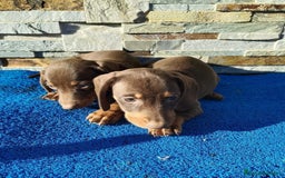 Teckel Miniatura perros en venta: Teckel chocolate miniatura  - Imagen 1