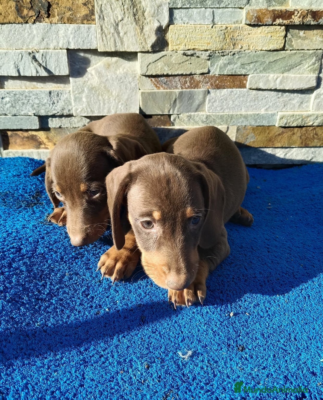 Teckel Miniatura perros en venta: Teckel chocolate miniatura  - Imagen 1