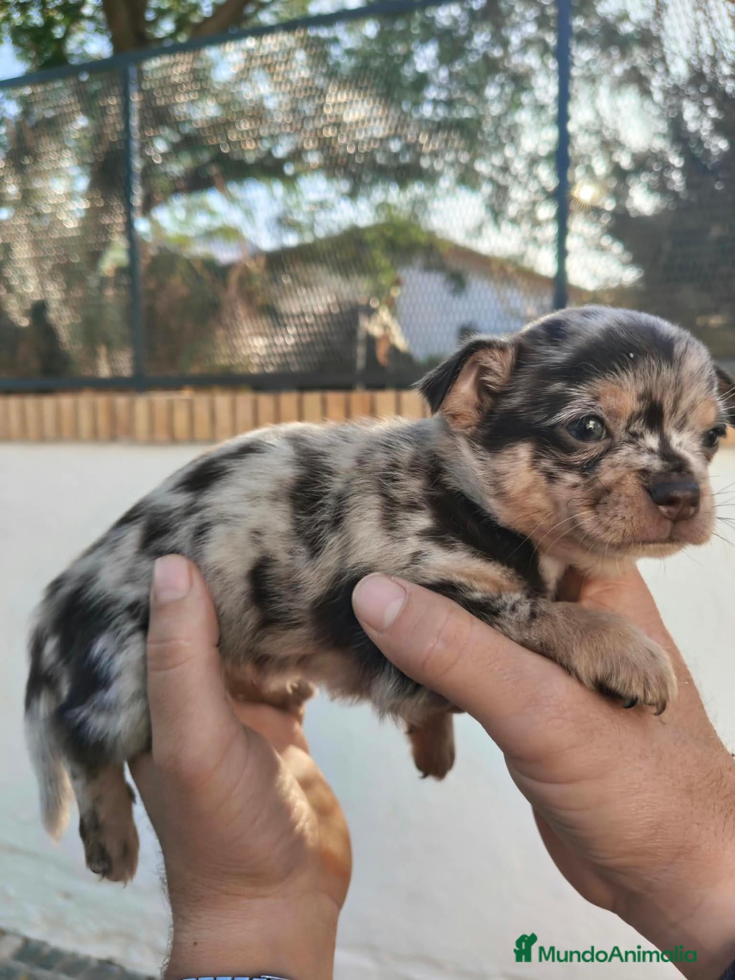 Chihuahua perros Chihuahua - Anuncio 1