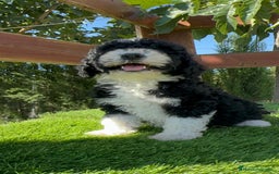 Perro de Agua Español perros en venta: PERRO DE AGUA MACHO - Imagen 8