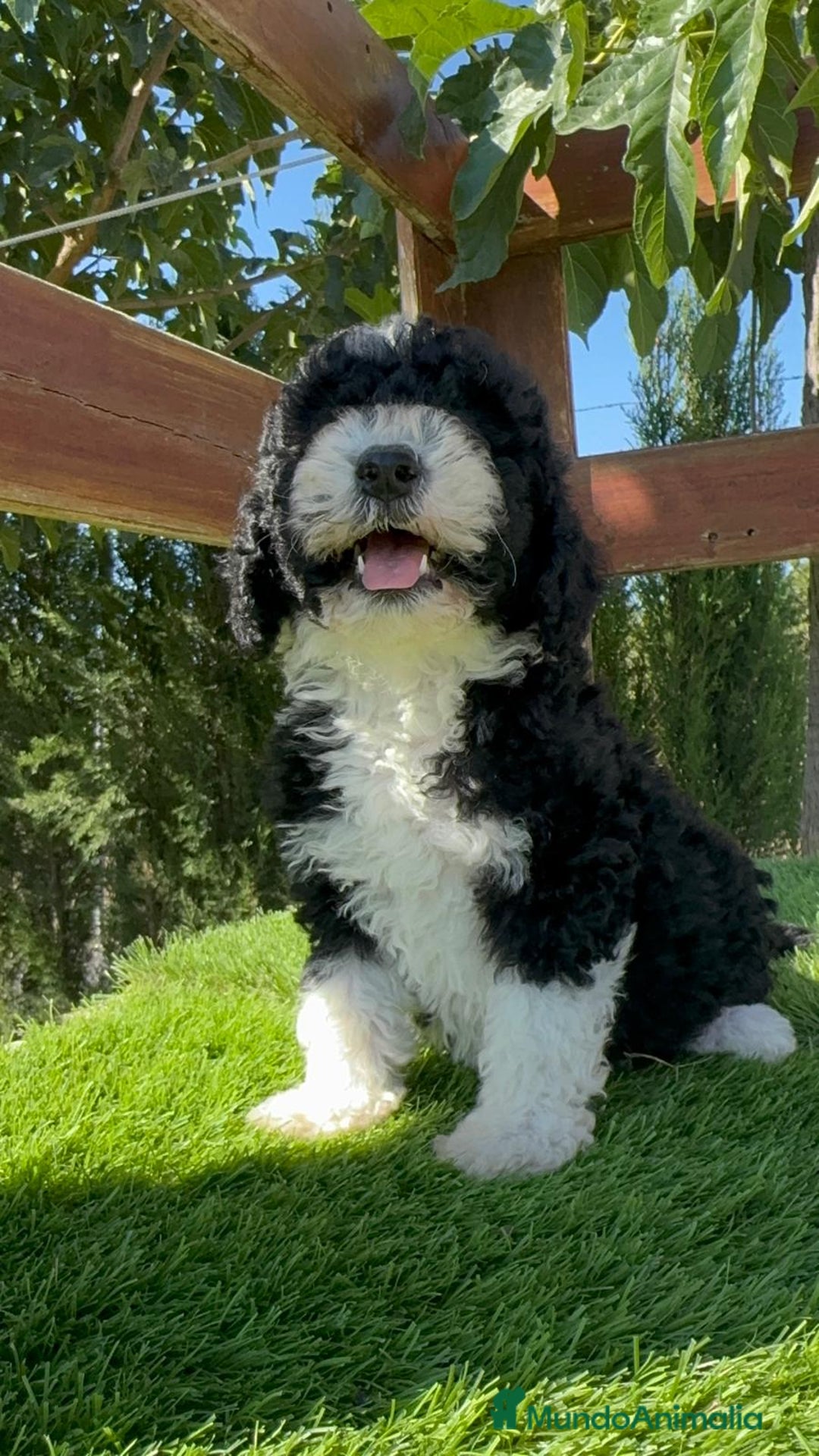 Perro de Agua Español perros en venta: PERRO DE AGUA MACHO - Imagen 8