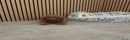 Caniche Toy perros en venta: Caniche Toy Apricot 🐩♂️ - Anuncio 3