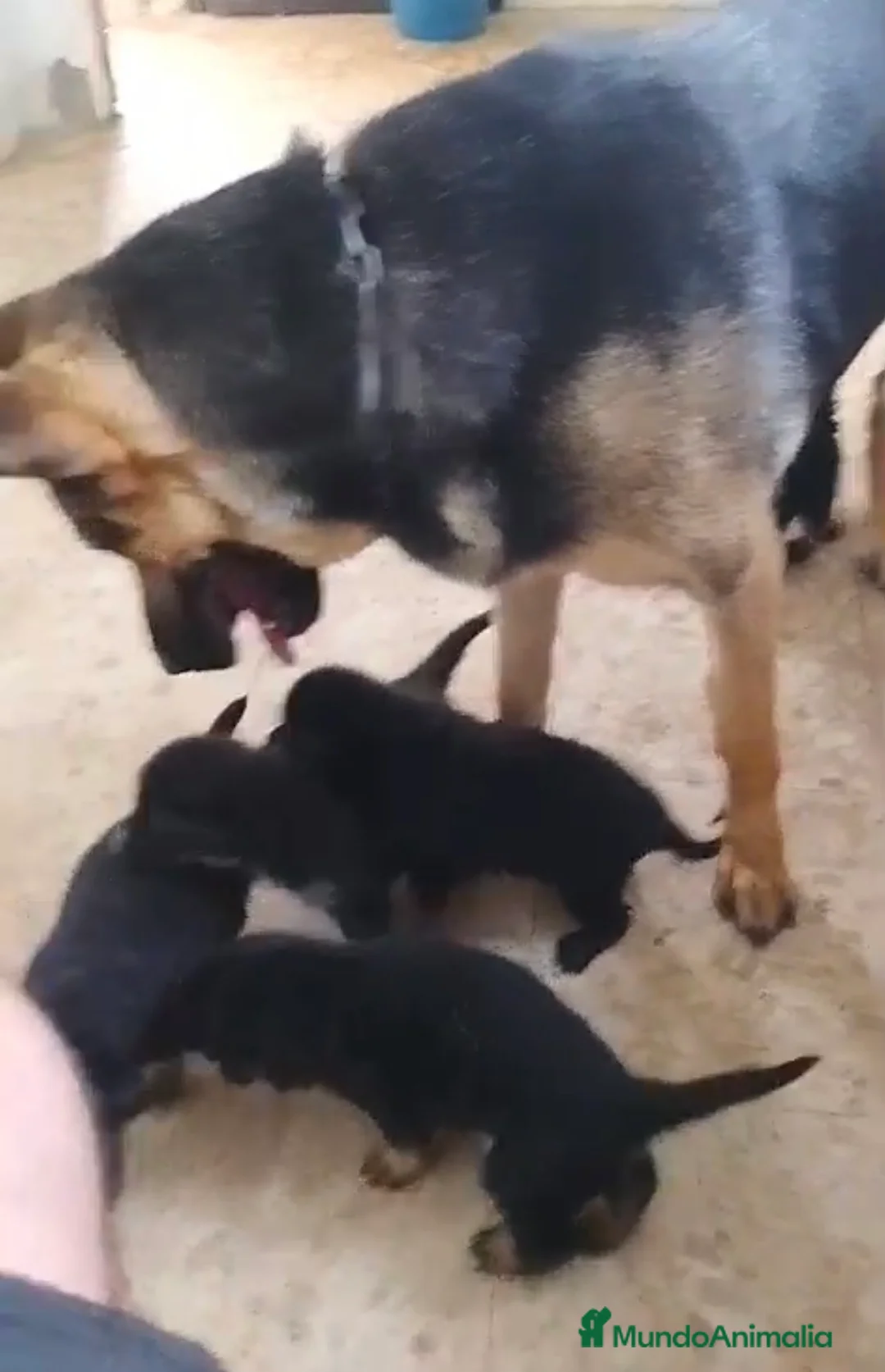 Pastor Alemán perros en venta: Pastor alemán línea de trabajo 🐶🐾 - Anuncio 2