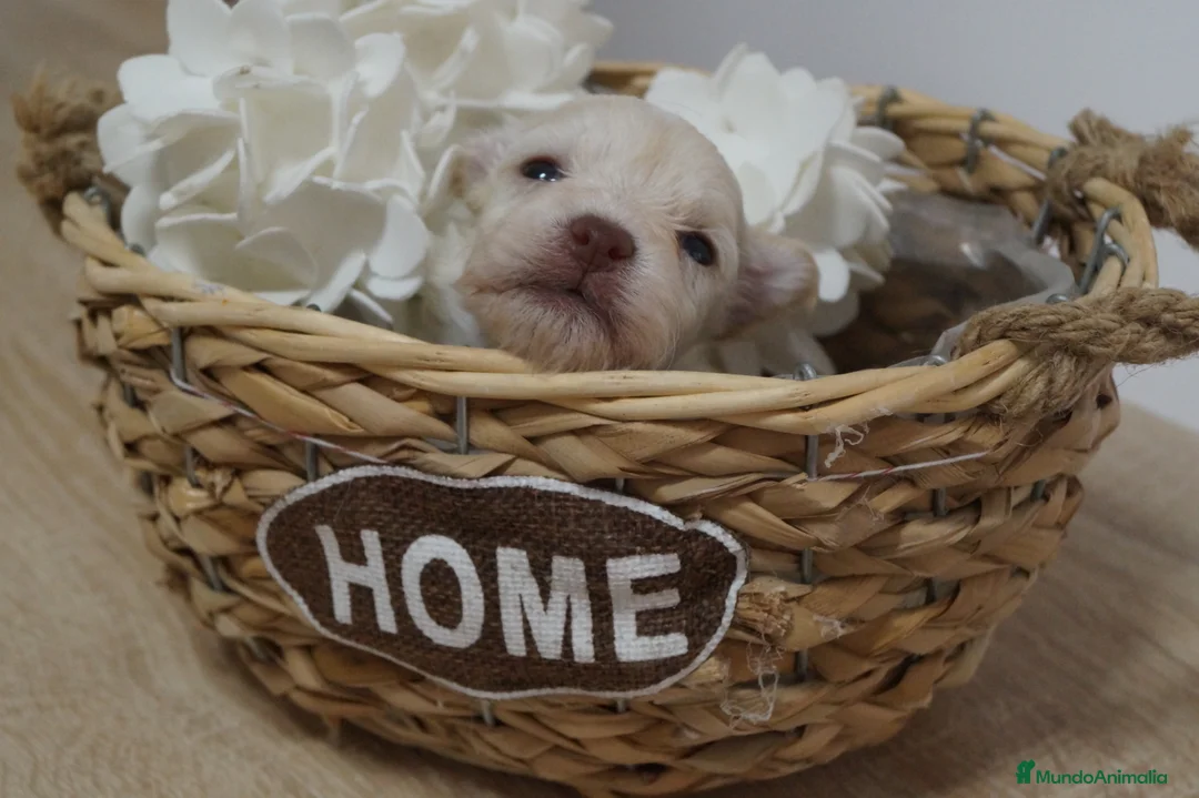 Maltipoo perros en venta: Camarada de Maltipoo - Anuncio 3