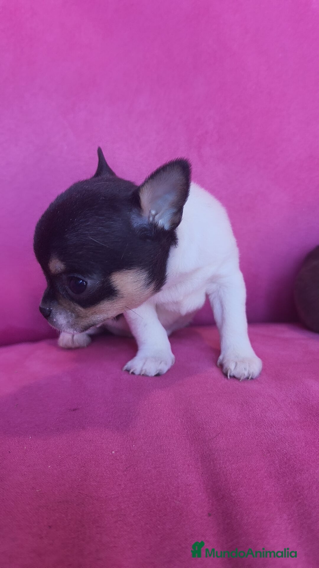 Chihuahua perros en venta: Chihuahua Toy macho y hembra  - Anuncio 11
