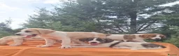 Mastín Español perros en venta: Mastín español  - Anuncio 9