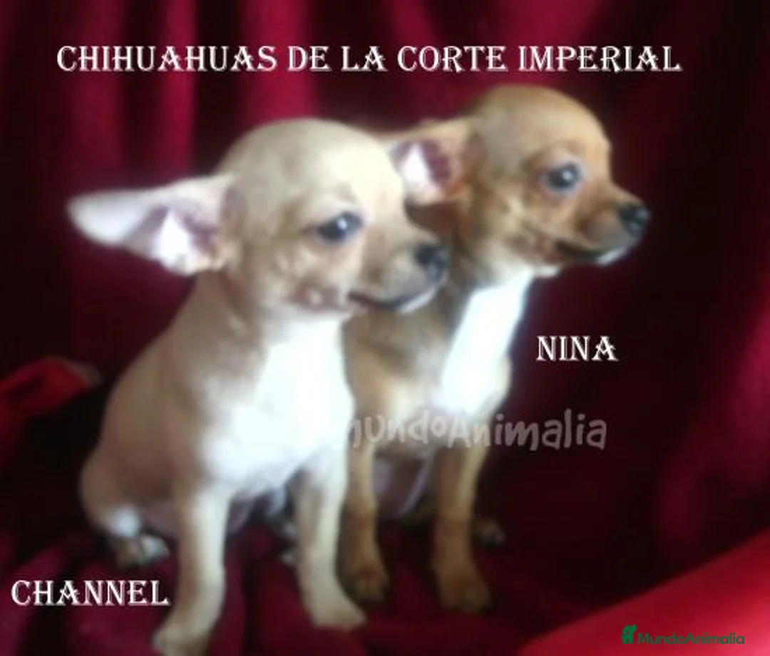 Imagen de galería {{count}}