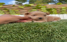 Maltipoo perros en venta: MALTIPOO - Imagen 8