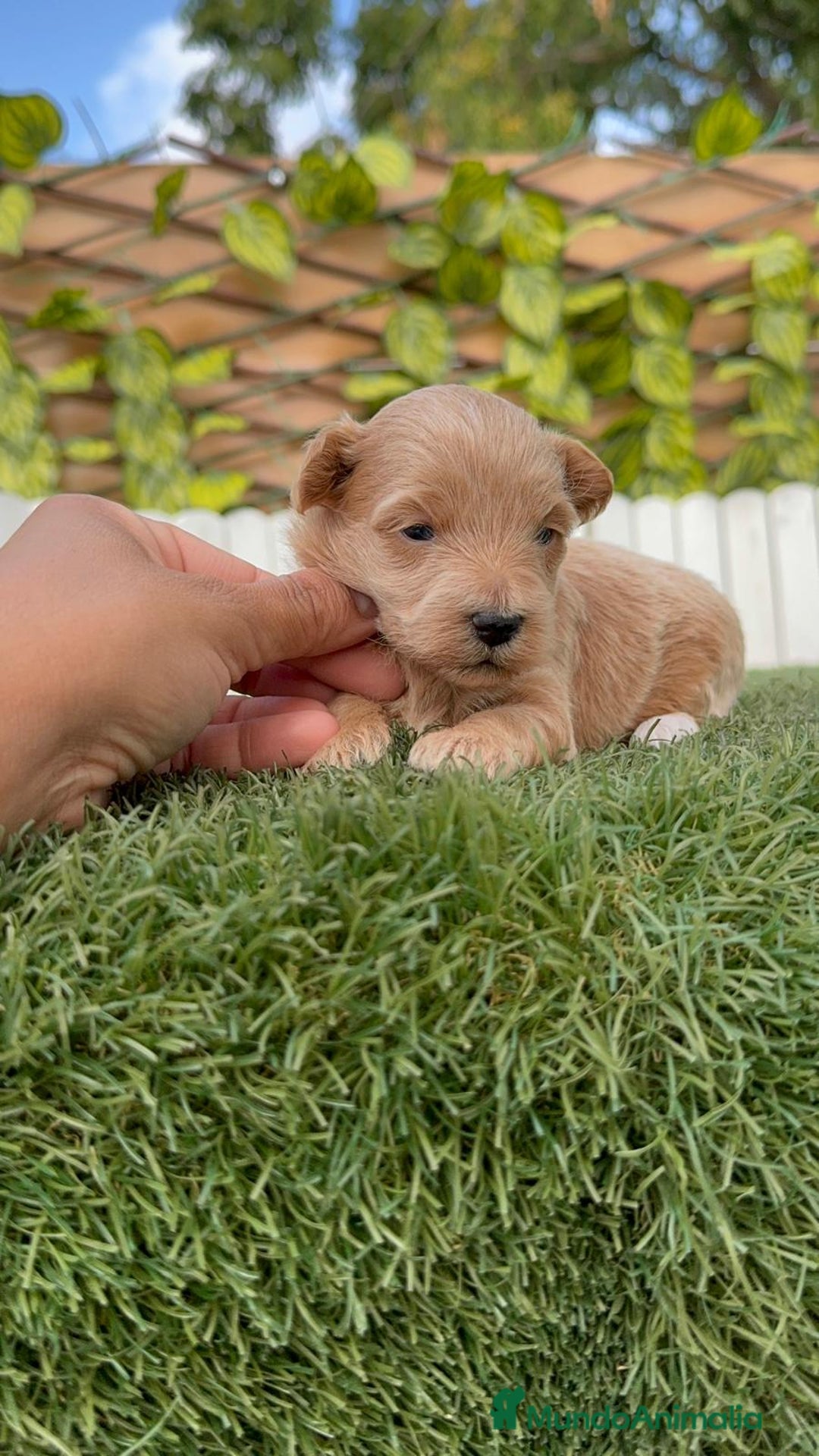 Maltipoo perros en venta: MALTIPOO - Imagen 8