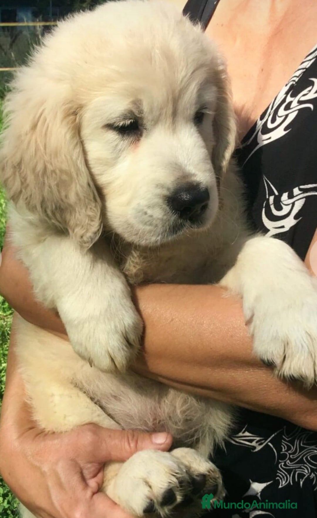Golden Retriever perros CACHORROS DE GOLDEN RETRIEVER  - Anuncio 2