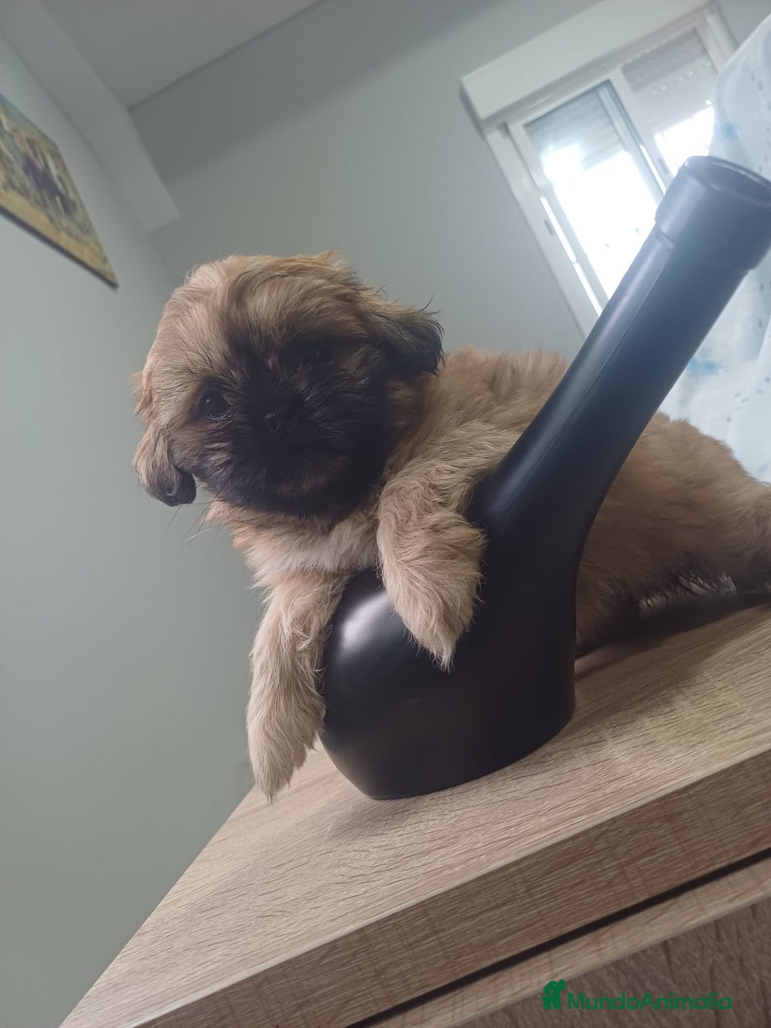 Shih Tzu perros en venta: Shih tzu - Imagen 7